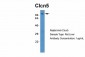 Clcn5 antibody - middle region